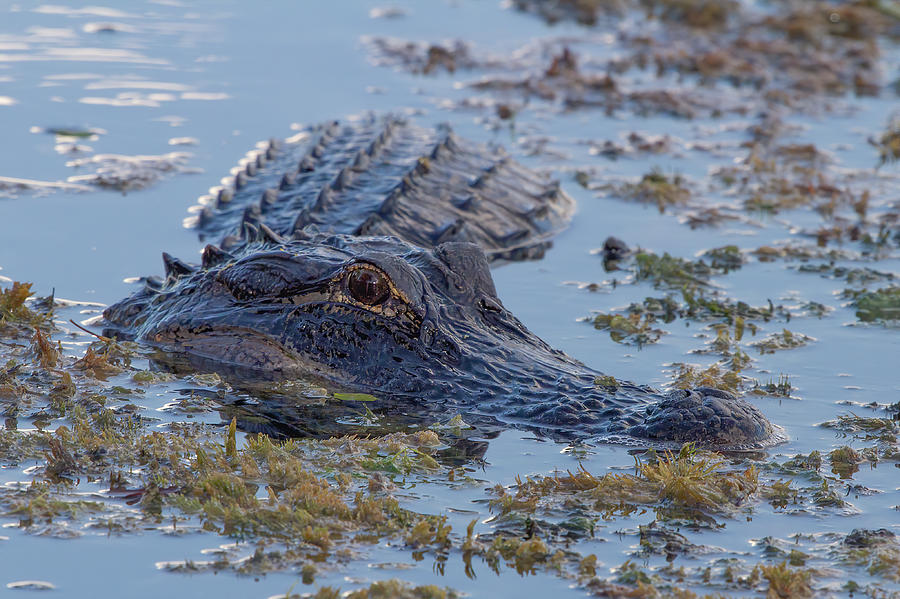 Curious Alligator Photograph by Mark Andrew Thomas