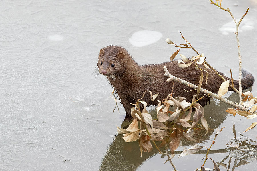 Curious American Mink on a Frozen Creek Photograph by Tony Hake