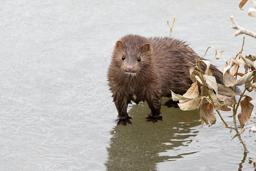 Curious American Mink on Ice Photograph by Tony Hake