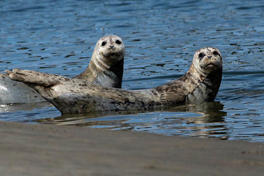 Seals Photograph - Curious, and Curiouser by Mary Hone