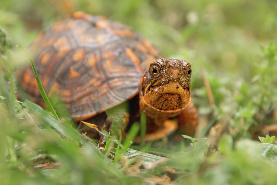 Curious Baby Box Turtle Photograph by Kristia Adams