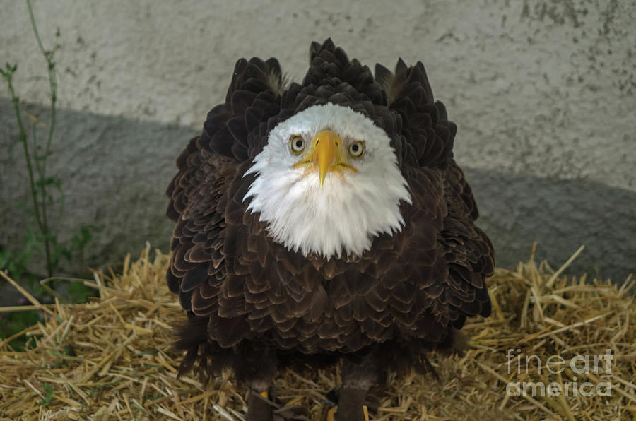 Curious Bald Eagle Photograph by Michelle Meenawong