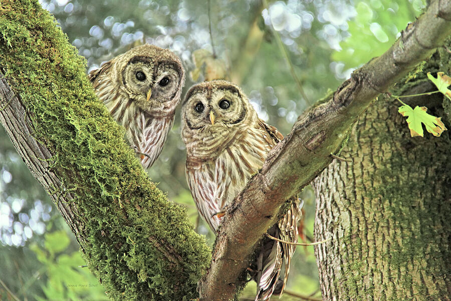 Owl Photograph - Curious Barred Owlets by Jennie Marie Schell