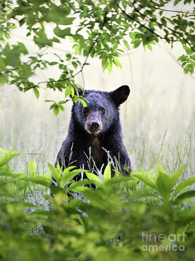 Curious Bear Cub - Animal Portraits Photograph by Rehna George