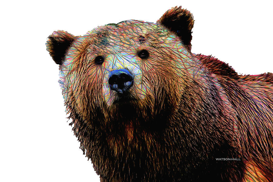 curious bear