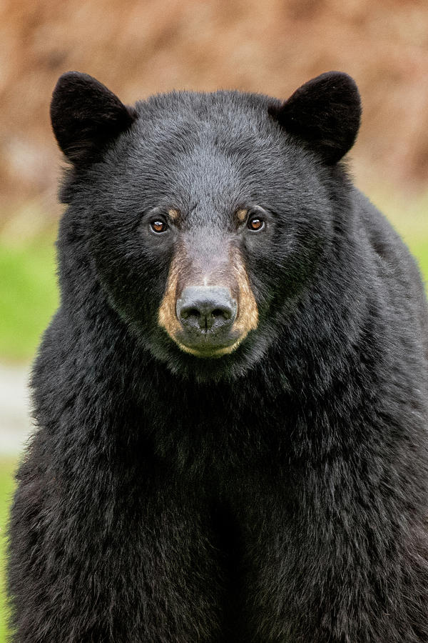 Curious Black Bear Photograph by Tasha Hall - Fine Art America