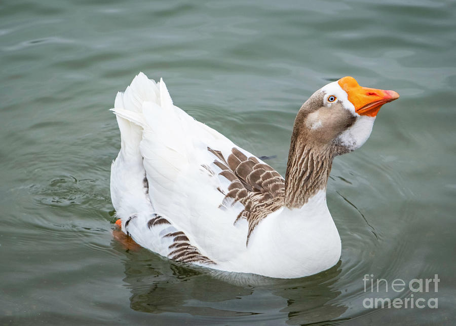 Curious Blue-eyed Goose Photograph by Janet Barnes - Fine Art America