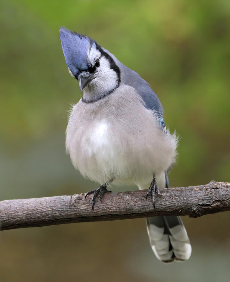 Cute and Funny Blue Jay Behavior 