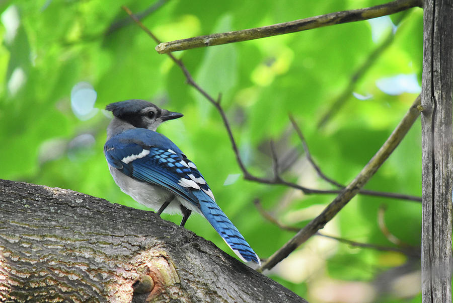 Curious Blue Jay Photograph by Maria Keady | Fine Art America