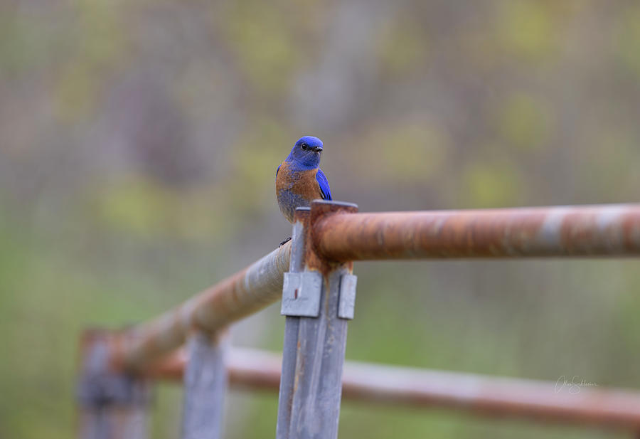 Curious Bluebird Photograph by Alice Schlesier
