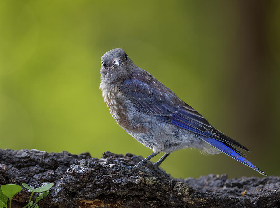 Curious Bluebird Photograph by Jean Noren