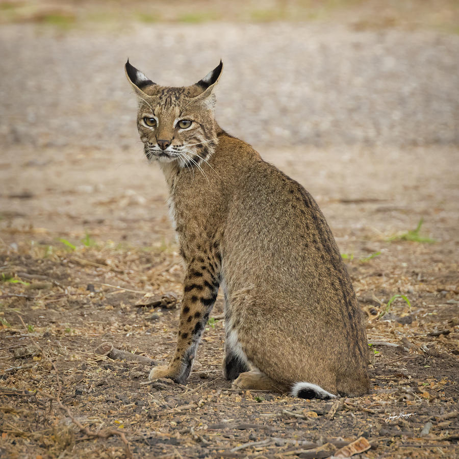 Curious Bobcat Photograph by Jurgen Lorenzen