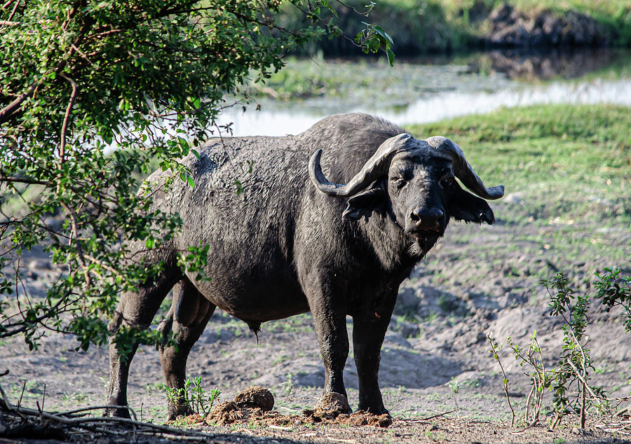 Curious Buffalo Photograph by Peter Foster