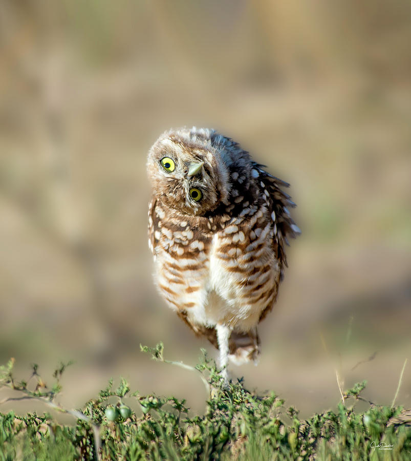 Curious Burrowing Owl Photograph by Judi Dressler