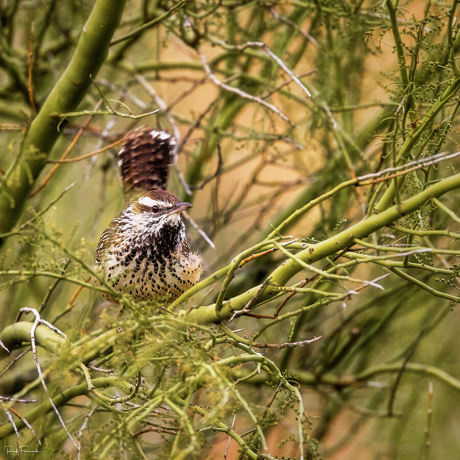 Curious Cactus Wren Photograph by Rick Furmanek