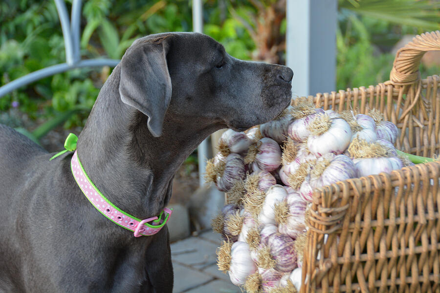Curious canine garden helper inspects garlic Photograph by Barbara Rich