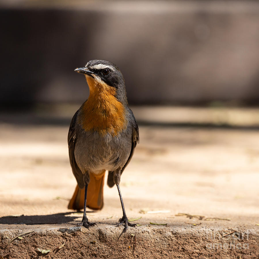 Curious Cape Robin-Chat Photograph by Eva Lechner