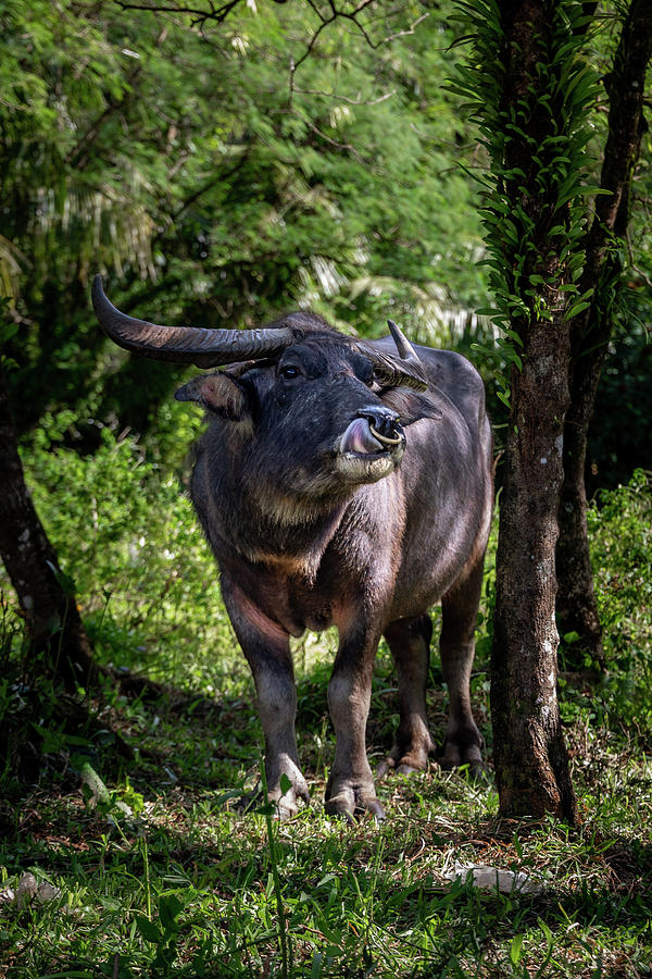 Curious Carabao Photograph by Brian Anderson Curious Carabao Photograph by Brian Anderson