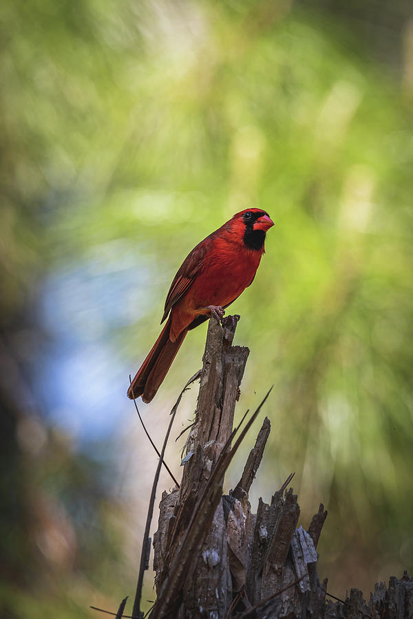 Curious Cardinal Photograph by Brian Anderson Curious Cardinal Photograph by Brian Anderson