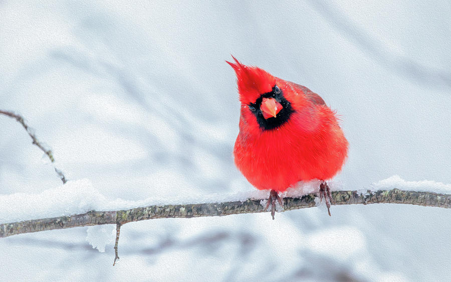 Curious Cardinal - Oil Painting Style Photograph