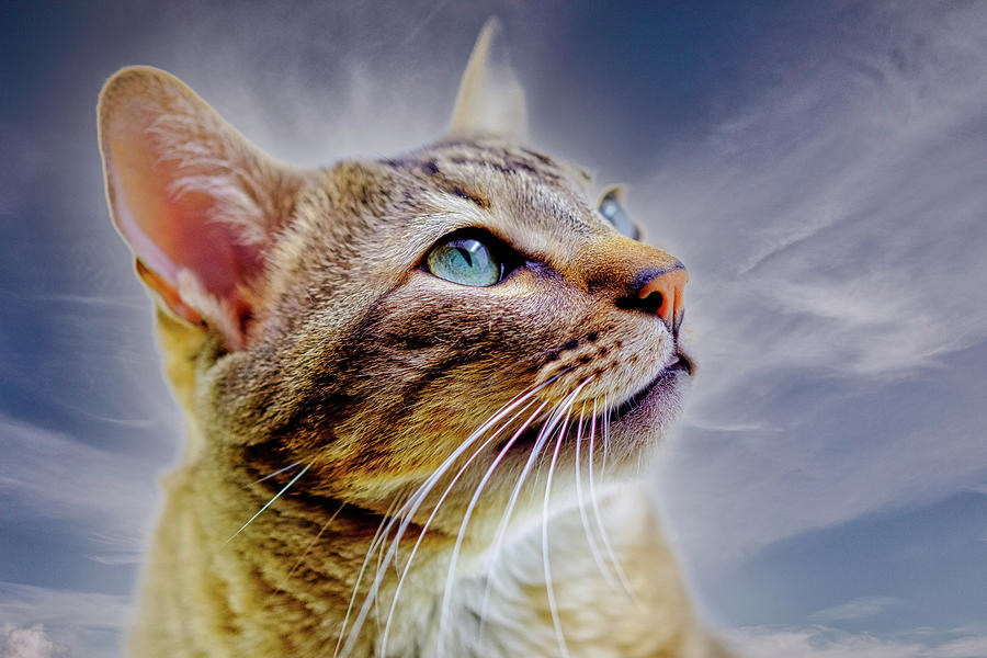Curious Cat Photograph by Bob Orsillo