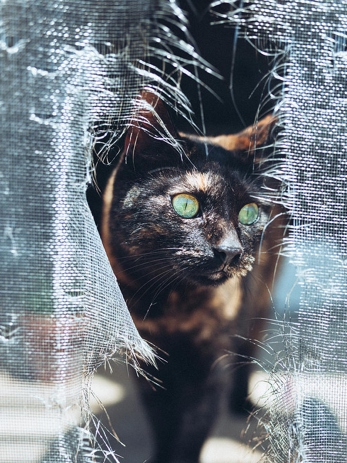 Curious Cat Photograph by Katie Dobies