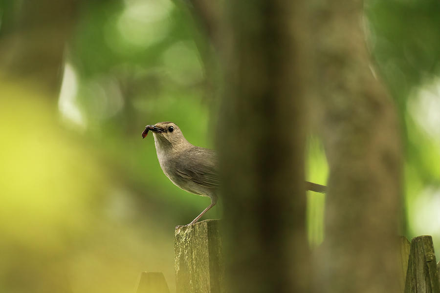 Curious Catbird Photograph by Jason Fink