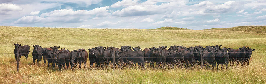 Curious Cattle - Sandhills Journey Photograph by Susan Rissi Tregoning