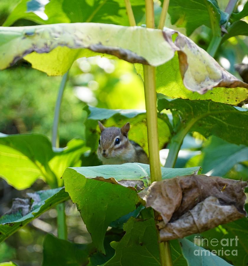 Nature Photograph - Curious Chipmunk by Maria Faria Rodrigues
