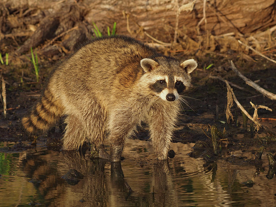 Curious Coon Photograph by James Peterson
