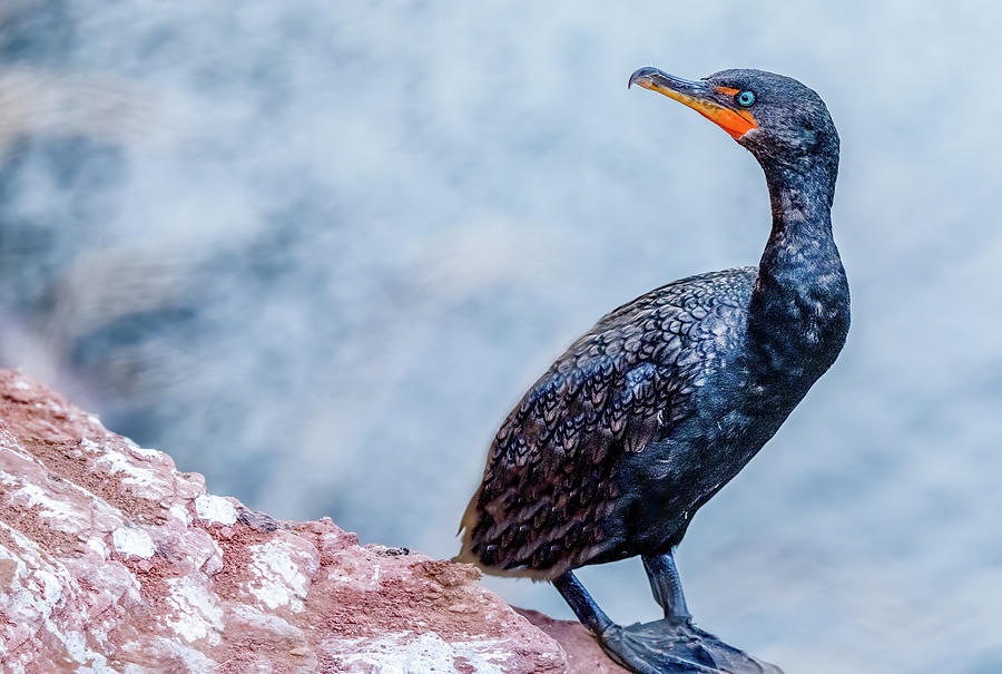 Curious Cormorant Photograph by Marcy Wielfaert