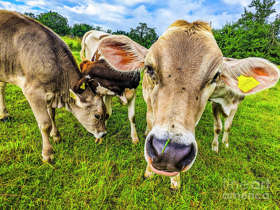 Curious Cow Photograph by Claudia Zahnd-Prezioso