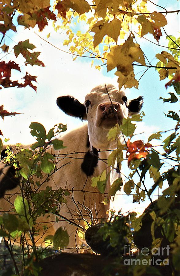 Curious Cow Photograph by Don Struke