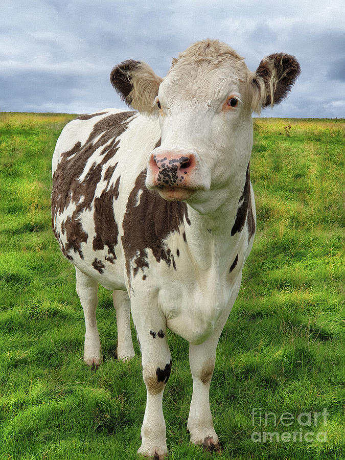 Curious Cow - Pentland Hills Photograph by Yvonne Johnstone