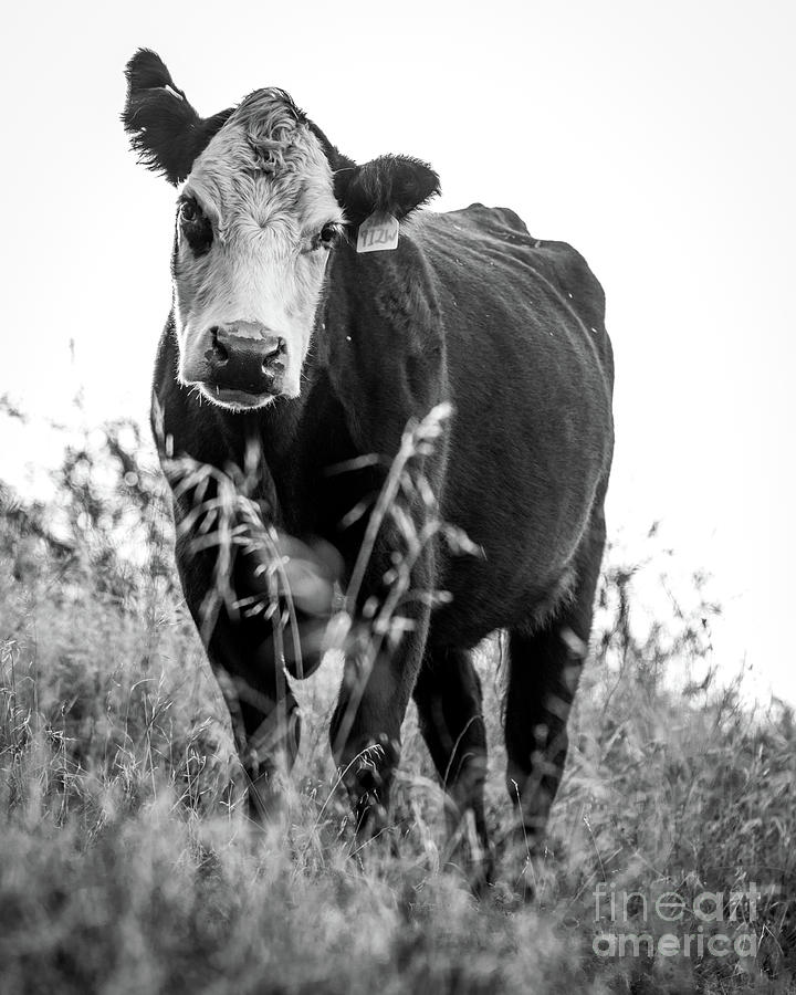 Curious Cow Photograph by Vincent Bonafede
