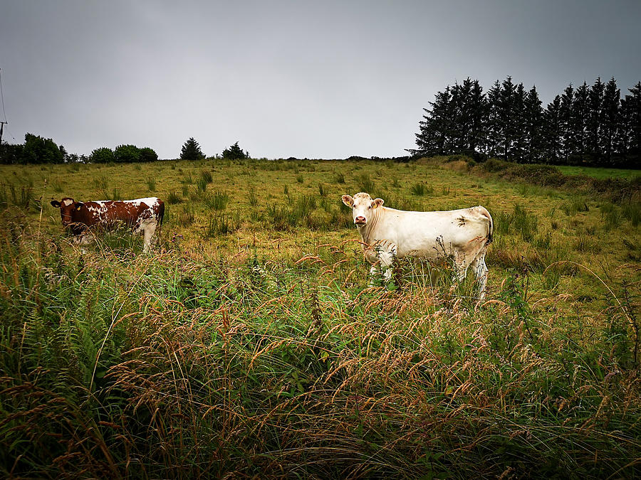 Curious Cows Photograph by Mark Callanan