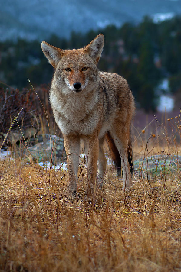 Curious Coyote Photograph by Kirk Siegler - Fine Art America