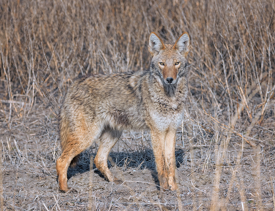 Curious Coyote Photograph by Loree Johnson