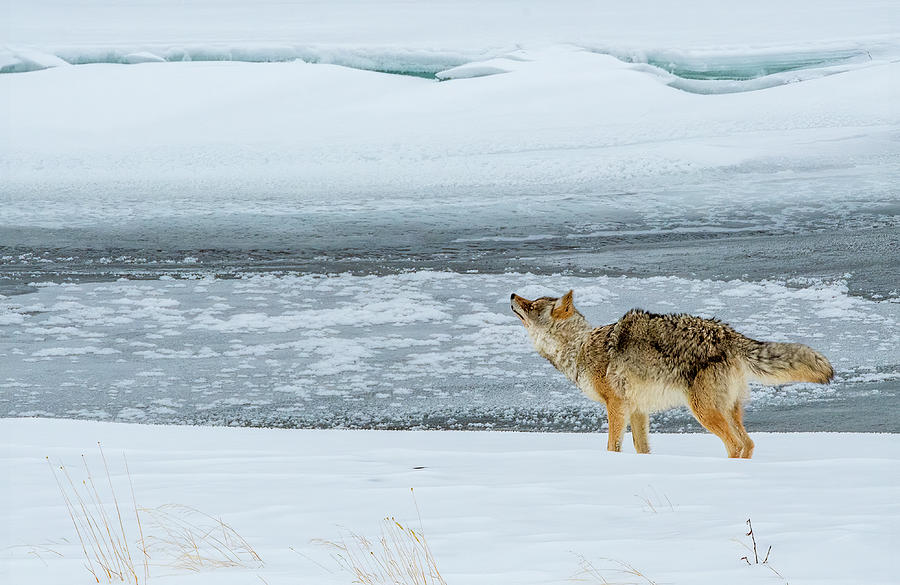 Curious Coyote Photograph by Marcy Wielfaert