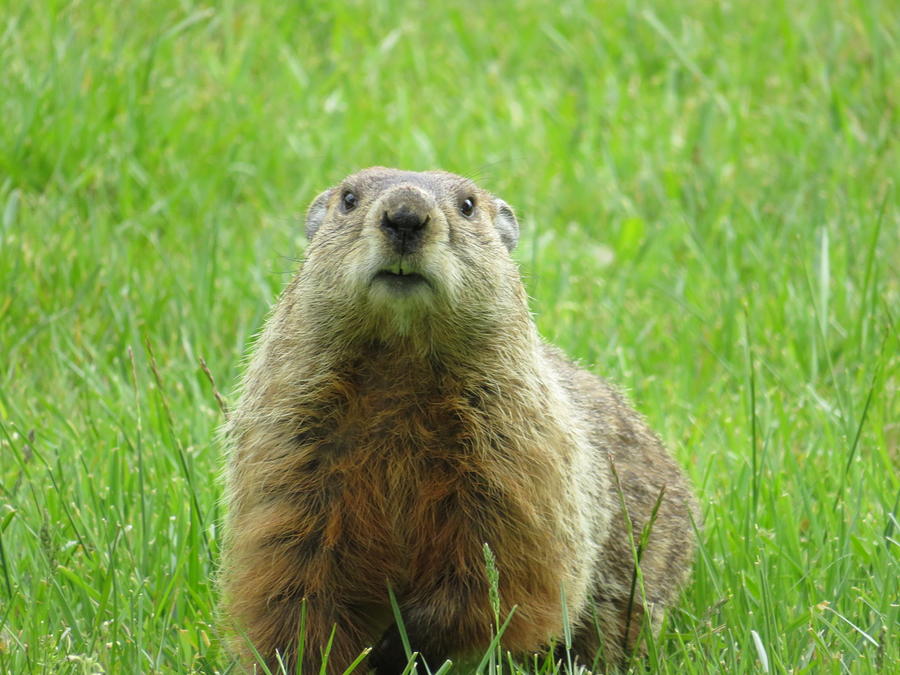 Curious Creature Photograph by Kayla Salazar - Fine Art America