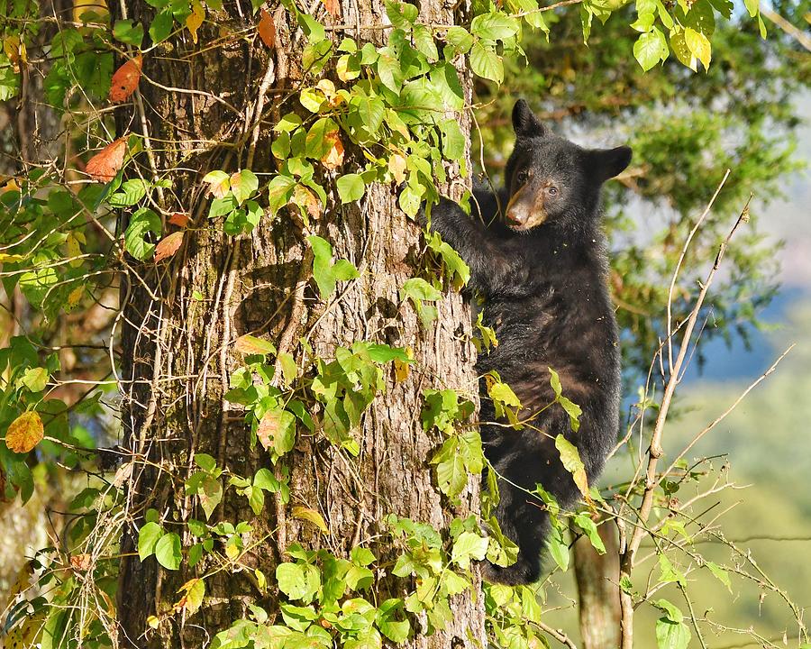 Curious Black Bear Cub Photograph by Ken Lawrence - Fine Art America