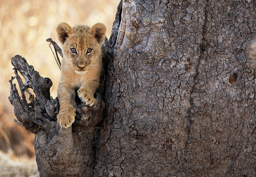 Curious Cub Photograph by Max Waugh
