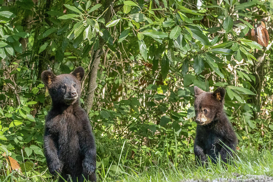 Curious cubs Photograph by Karen Baer - Pixels