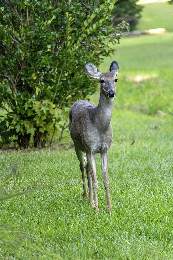 Curious Deer 2 Photograph by Rick Nelson