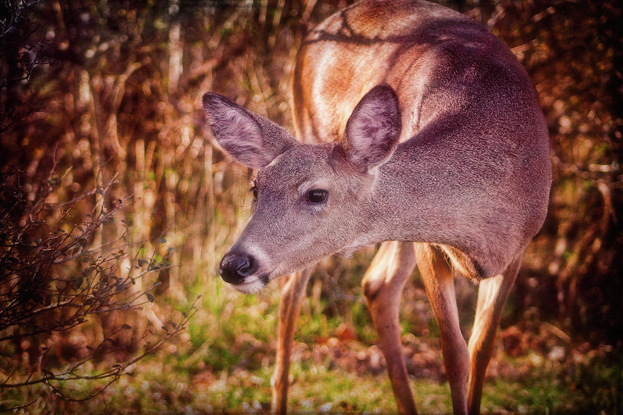 Curious Deer Photograph by Laura Vilandre