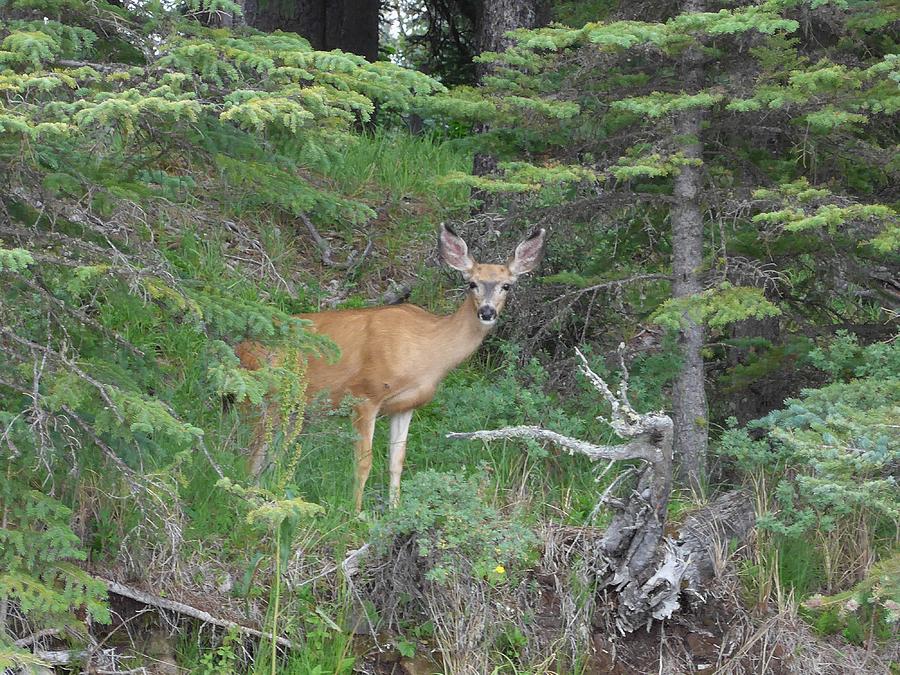 Curious Deer Photograph by Lisa Mutch