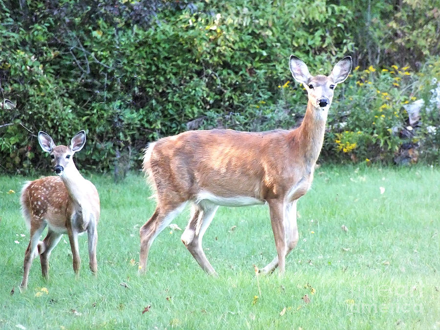 Curious Deer Photograph by Patricia Fitz-Gerald - Fine Art America