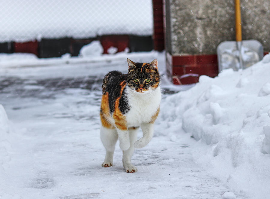 Cats jump in winter Photograph by Vaclav Sonnek