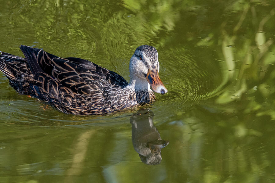 Curious Duck Photograph by Debra Martz