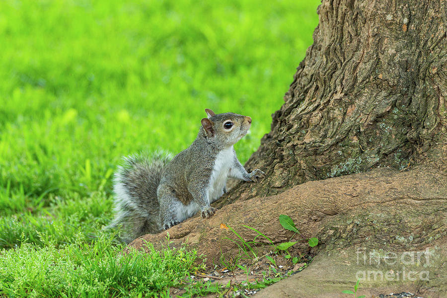Curious Eastern Gray Squirrel Photograph by Jennifer White
